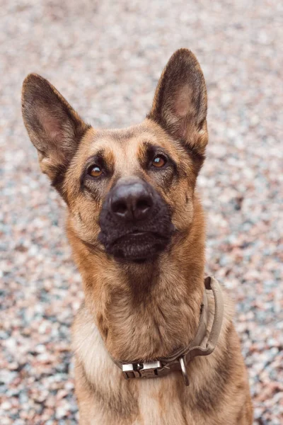 美しく インテリジェントな目でドイツの羊飼いの肖像画 ドイツの羊飼いを閉じると 検索します 頭のいい犬だ 大きな耳を持つ羊 高品質の写真 — ストック写真