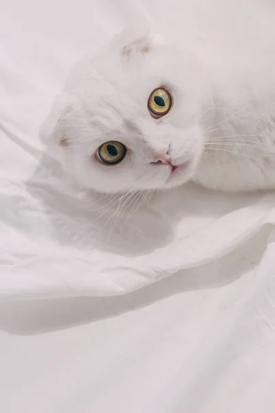 一只大眼睛 脸色惊讶的白嘴猫躺在一张白色的床上 苏格兰折叠猫白色背景 顶部视图 有趣的白色猫 复制空间 — 图库照片