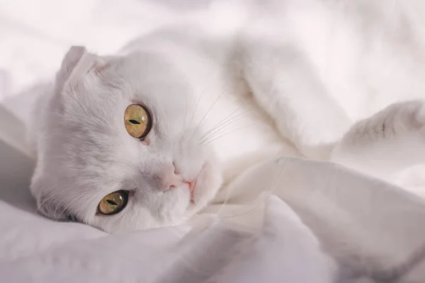Λευκή Γάτα Μεγάλα Μάτια Ξαπλωμένη Λευκό Κρεβάτι Scottish Fold Cat — Φωτογραφία Αρχείου