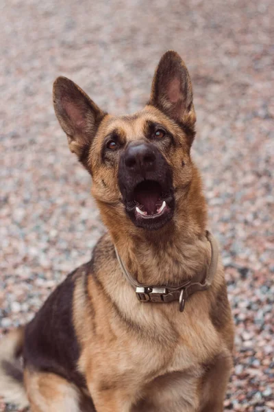 外でドイツの羊飼い吠える 頭のいい犬だ 番犬め 大きな面白い耳を持つ羊の犬 高品質の写真 — ストック写真