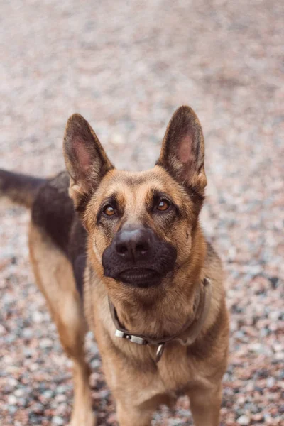 Funny German Shepherd dog barks in the street. Smart dog look. Guard dog. Sheepdog with big funny ears.