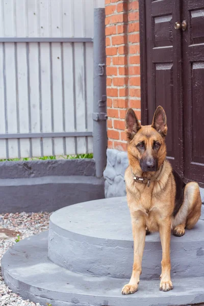 ドイツの羊飼いは奇妙な面白いポーズで家のドアのステップに座っています 面白い犬が通りに座っている 純血ドイツ犬が家を守っている 警備員だ 高品質の写真 — ストック写真