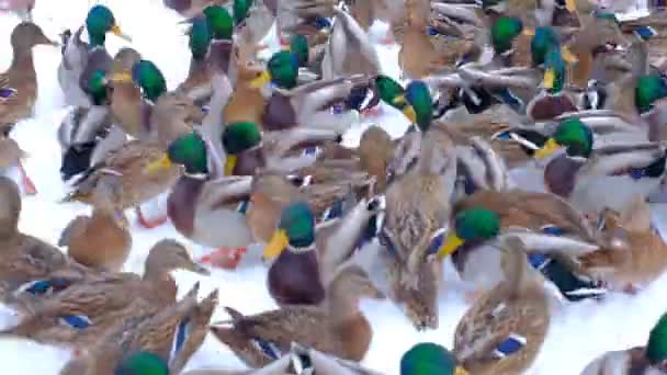 Kışın Ördekler Karda — Stok video