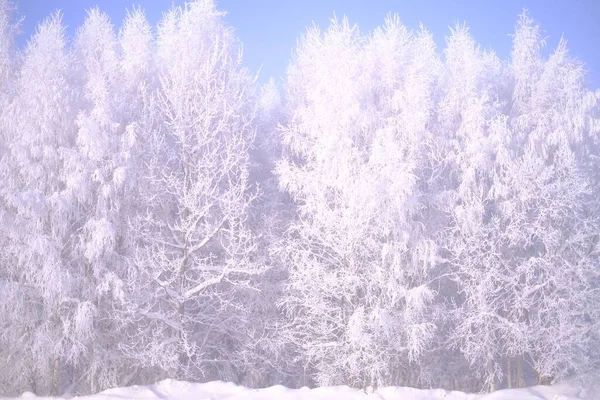 滑雪场 滑雪场 滑雪场 滑雪场的白雪覆盖的树木 — 图库照片