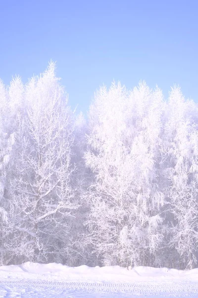 滑雪场 滑雪场 滑雪场 滑雪场的白雪覆盖的树木 — 图库照片