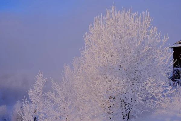 Arbres Enneigés Sous Givre Dans Une Station Ski Ascenseur Funiculaire — Photo