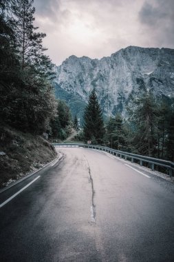 Ağaçlı bir ormanda yol.