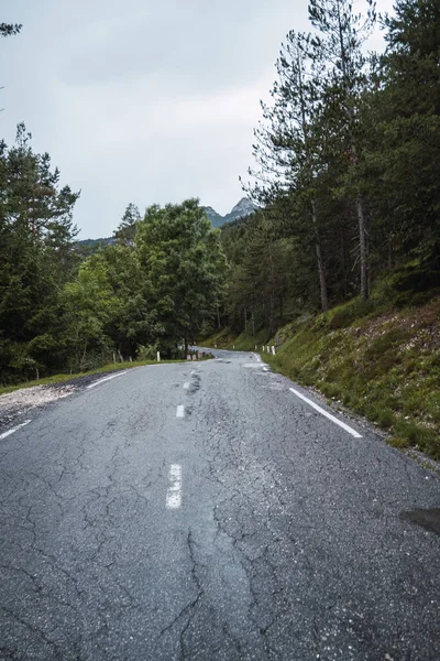 Ağaçlı bir ormanda yol.