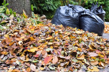 Bahçedeki sonbahar yaprakları, toplanan yapraklarla dolu çantaların arka planına karşı.