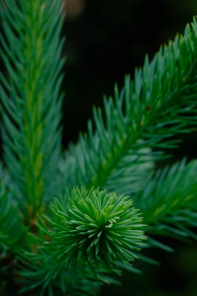 Young Green Needles Evergreen Coniferous Tree Selective Foreground Focus Spruce — Stock Photo, Image