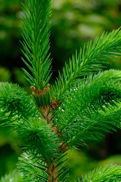 Spruce Plant Young Green Needles Young Evergreen Coniferous Tree — Stock Photo, Image