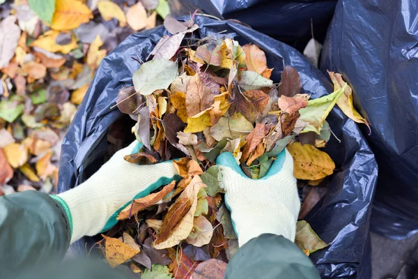 Sonbahar yapraklarını plastik torbaya koyan eldivenli eller. Yaprakları bahçede organik madde olarak kullanmak ya da biyoyakıt enerji kaynağı olarak kullanmak..