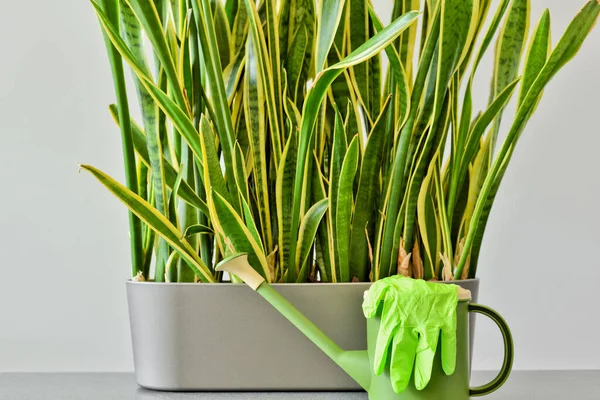 Eine Zimmerpflanze Gießen Anbauen Und Pflegen Eine Gießkanne Und Grüne — Stockfoto