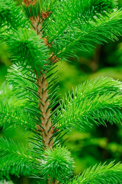 Close View Fir Tree Trunk Young Green Needle Young Evergreen — Stok fotoğraf