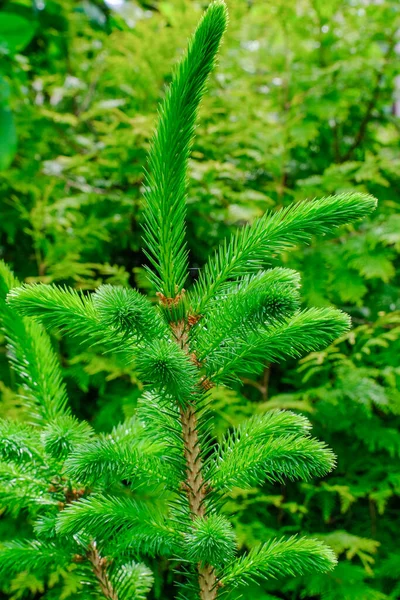 Yeşil Iğneli Ladin Bitkisi Genç Yeşil Kozalaklı Ağaç — Stok fotoğraf