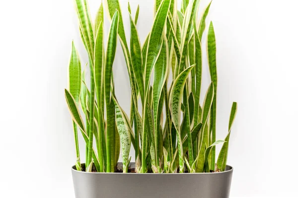 Evergreen Indoor Ornamental Snake Plant Pot White Wall Background Indoor — Foto Stock