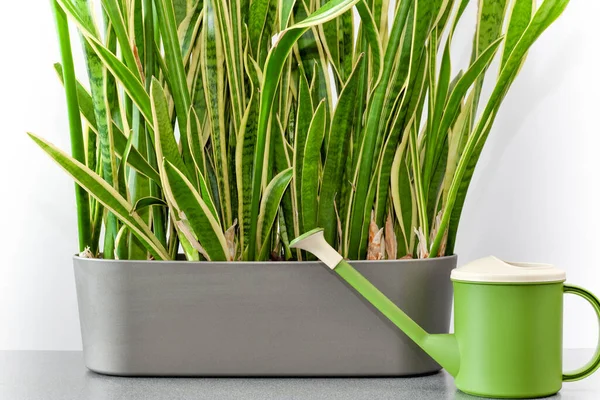 Watering Can Evergreen Indoor Ornamental Plant Watering Grow Care Houseplant — Stockfoto