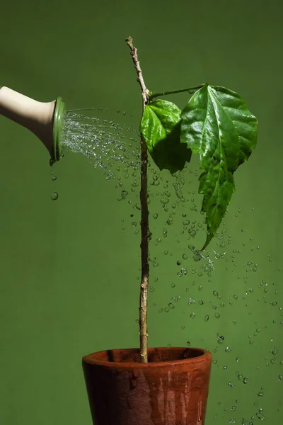 Wasser Ergießt Sich Tropfen Aus Der Gießkanne Auf Eine Pflanze — Stockfoto