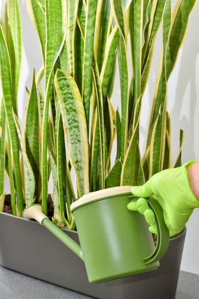Eine Zimmerpflanze Aus Der Gießkanne Gießen Pflege Pflege Und Bewässerung — Stockfoto