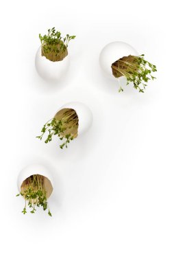 Beyaz tavuklu yumurtalar, filizlenmiş yeşil filizler, uçuyor ve beyaz arka planda uçuyor..