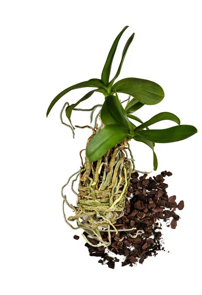 Orchid Flower Phalaenopsis Its Root System White Background Orchid Flower — Foto Stock