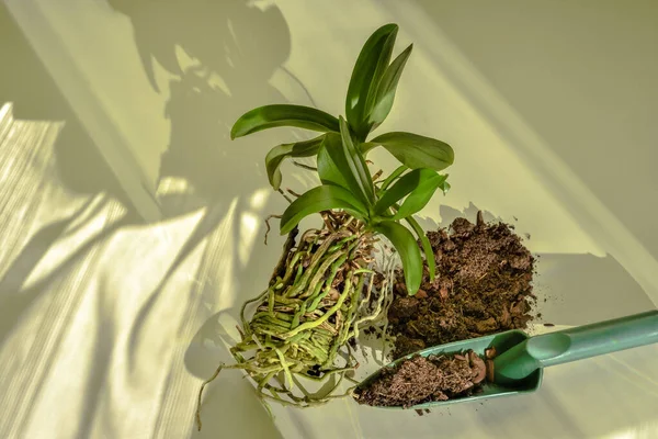 Orchid Flower Care Cultivation Phalaenopsis Orchid Roots Prepared Planting New — Foto Stock