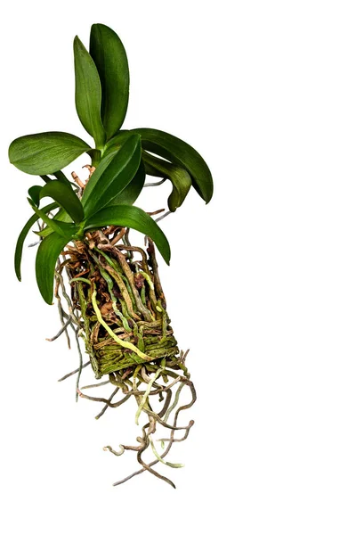 Orchid Flower Phalaenopsis Its Long Root System White Background — Foto Stock