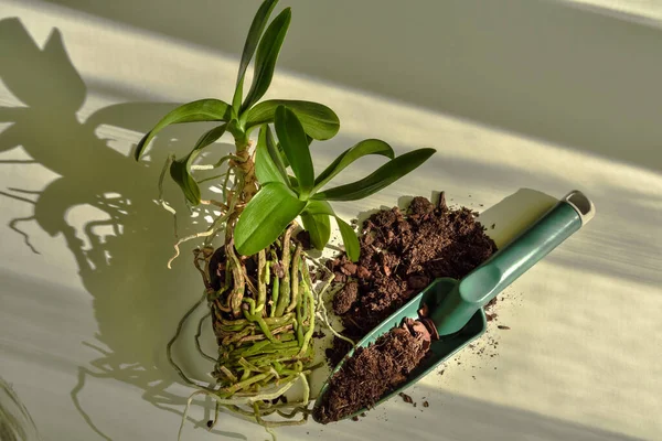 Flower Roots Orchid Being Prepared Planting New Soil Care Cultivation — Foto Stock