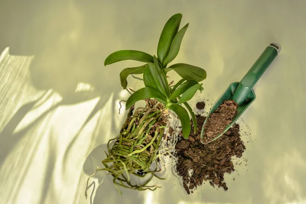 Orchid Flower Its Root System Preparation Planting New Soil Phalaenopsis — Foto Stock