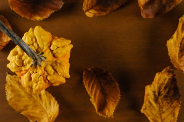 Bulanık, kuru sonbahar yapraklarıyla süslemeli balkabağının üst görünümü ve metin için boşluk kopyala