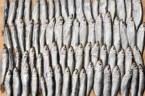 Fresh anchovies laid out in even rows. Top view of the catch of fish, background on the theme of the fishing industry.