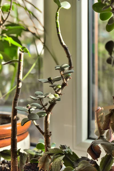 Crassula Ovata Jadepflanze Fenster Immergrüne Zimmerdekorationspflanze Für Raum Und Haus — Stockfoto