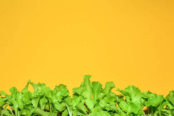 Green lettuce leaves on a yellow background with copy space. Lettuce plants growing and cultivation for greens.