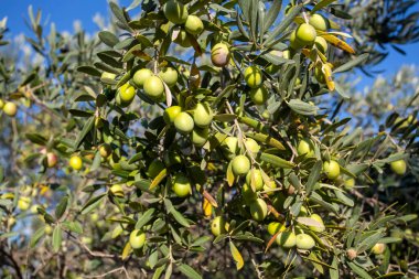 Ağaçta yetişen yeşil zeytinler