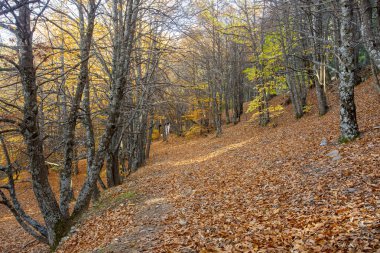 Ağaçlar ve yapraklarla dolu sonbahar ormanı
