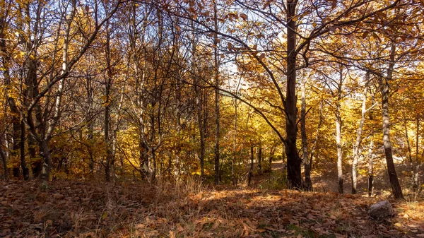 Floresta Outono Com Árvores Folhas — Fotografia de Stock