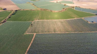aerial view of the field with vegetables