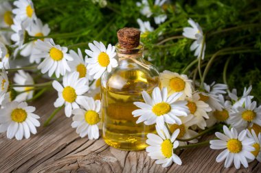 chamomile flowers with a glass bottle of oil on a wooden background