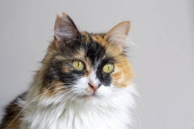 Açık arkaplanda sevimli bir kedinin portresi