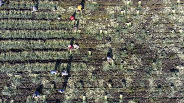 group of people working on the field