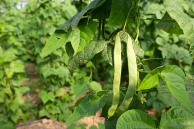 Organik, taze, taze fasulye tarlası.