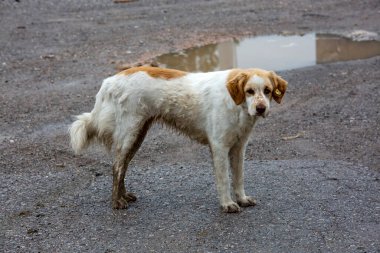 Sokakta kirli ve ıslak bir köpek 