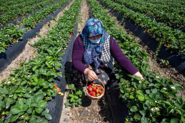 Emiralem, İzmir, Türkiye - 21 Nisan 2021: Emiralem çilek tarlaları, tarlada çalışan tarım işçisi