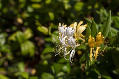 Bahçedeki güzel çiçekler
