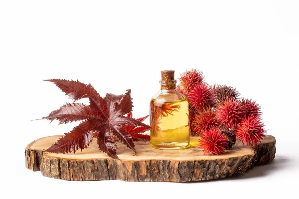 Frasco Aceite Ricino Con Frutos Ricino Semillas Hojas Ricinus Communis — Foto de Stock