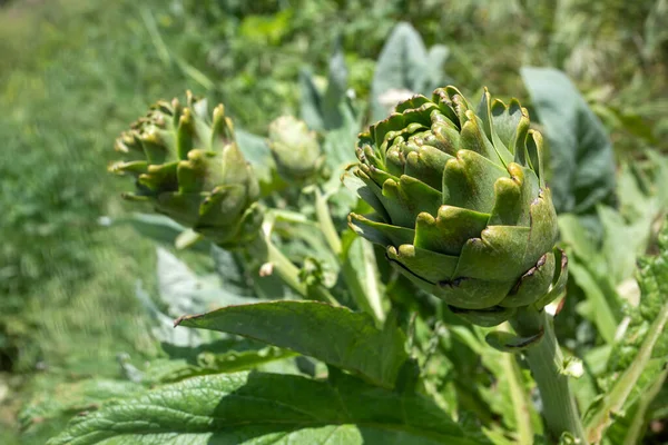 Campo Alcachofra Orgânica Fresca Verde Urla Izmir Turquia — Fotografia de Stock