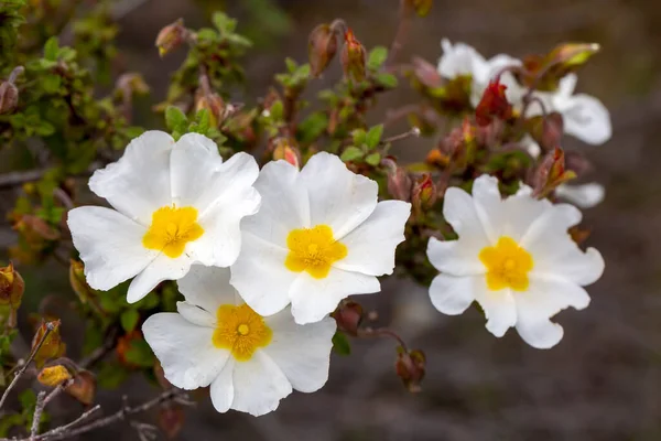 Beautiful White Yellow Flowers Garden — Stock Photo, Image