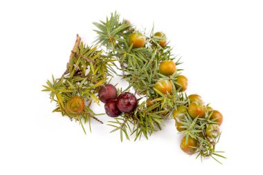 Beyaz arka planda ardıç bitkisi