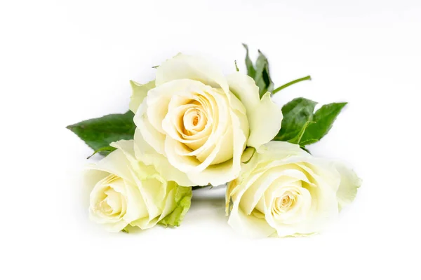 Hermosas Rosas Blancas Sobre Fondo Claro —  Fotos de Stock