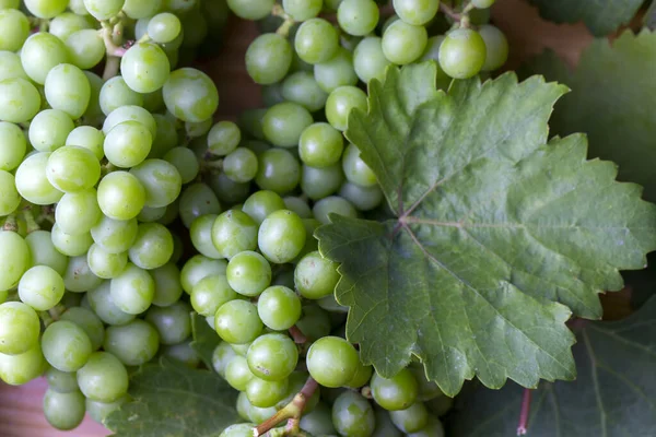 Uitzicht Groene Druiven Een Tak — Stockfoto